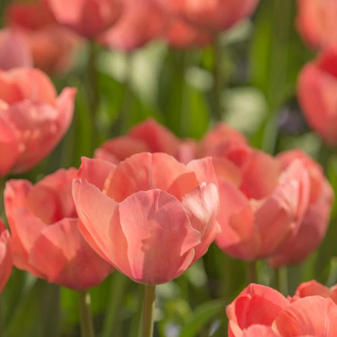 Orange Van Eijk Darwin Tulip - Image 3
