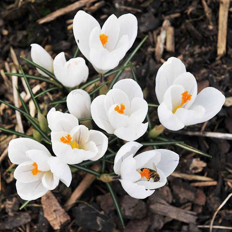 Joan Of Arc Dutch Crocus - Image 2