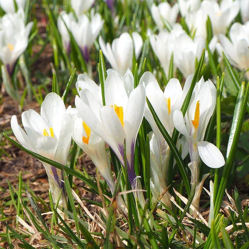 Joan Of Arc Dutch Crocus - Image 3
