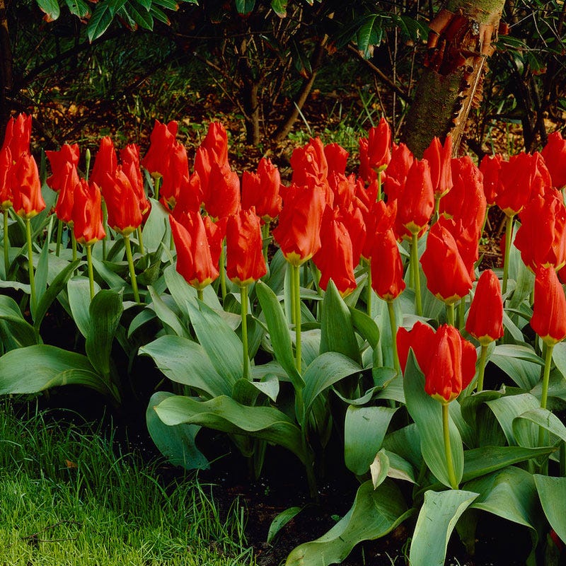 Red Emperor Tulip - Image 2