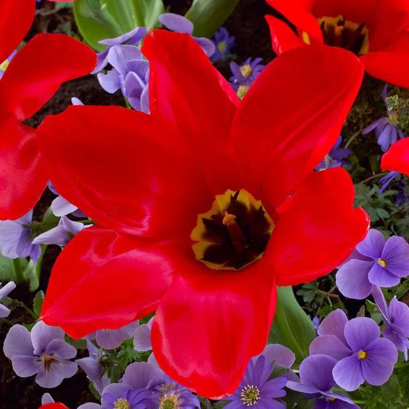 Red Emperor Tulip - Image 4