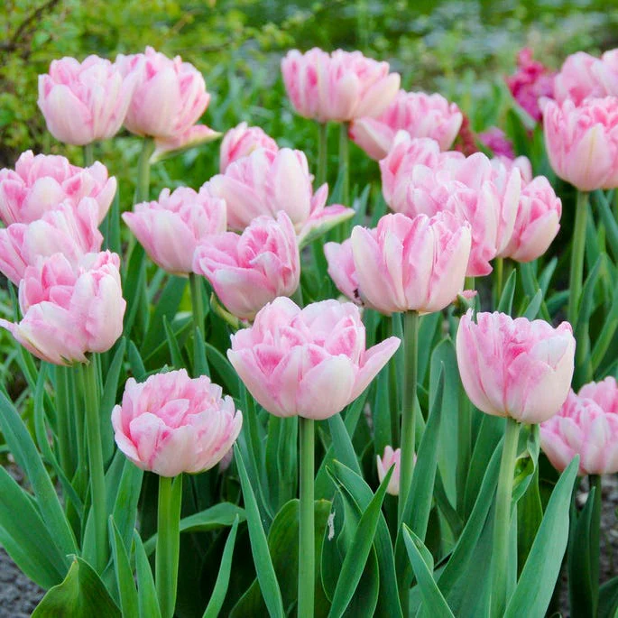 Ballerina Flower Bulb Collection - Image 4