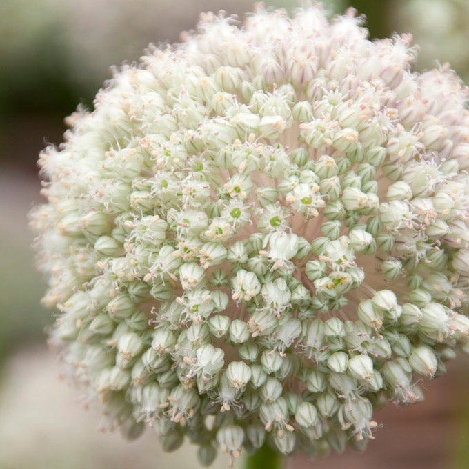 Ballerina Flower Bulb Collection - Image 6