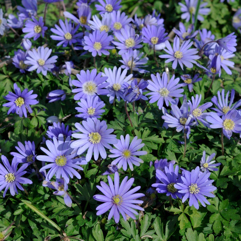 Early Arrival Bulb Collection - Image 3