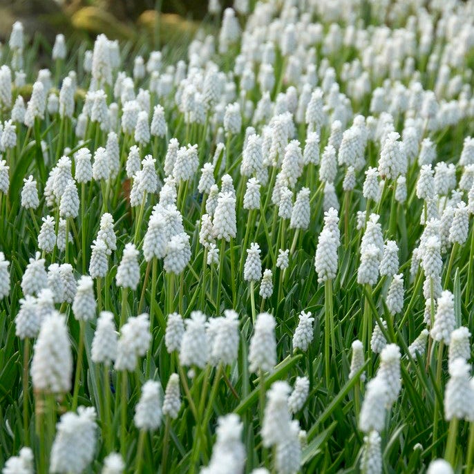 Naturalizing Nectar Low Grow Bulb Collection - Image 4