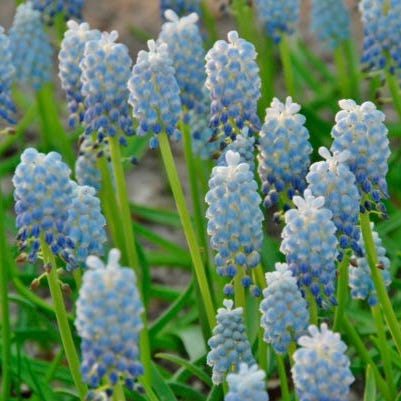 Premier Flower Bulb Collection - Image 3