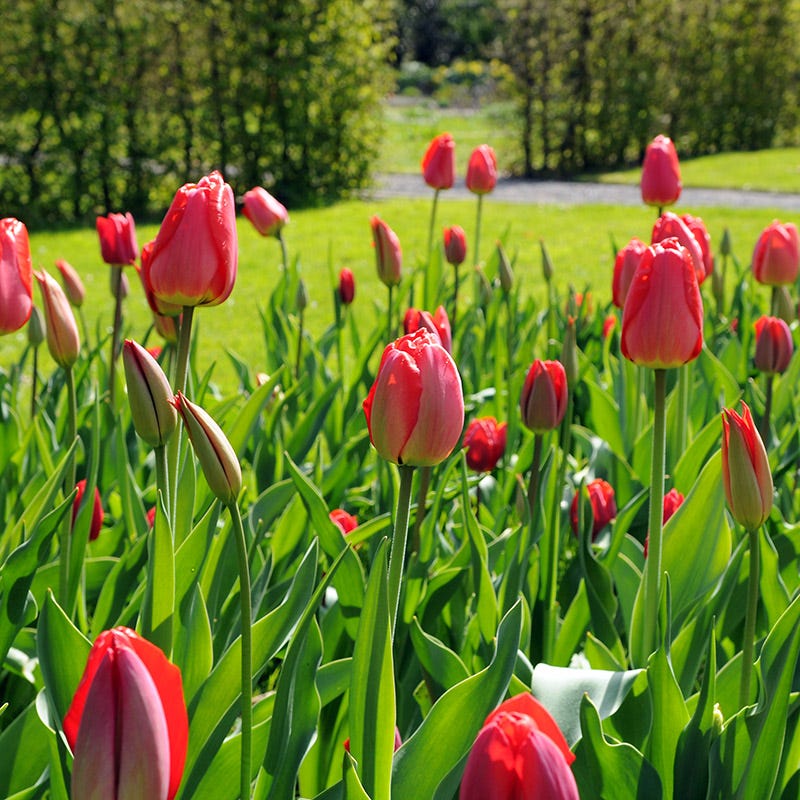 Premier Flower Bulb Collection - Image 5