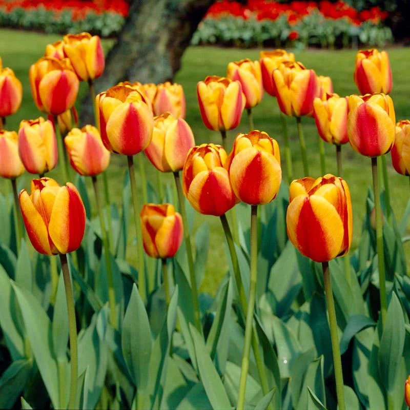 Premier Flower Bulb Collection - Image 6