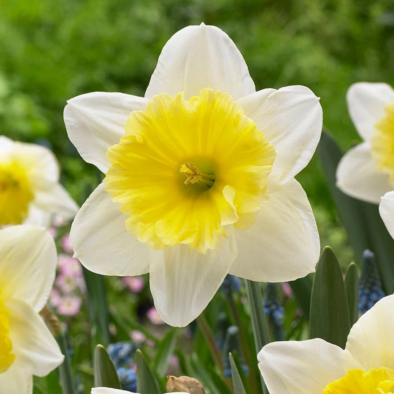 Lemon Chiffon Daffodil Flower Bulb Collection - Image 3