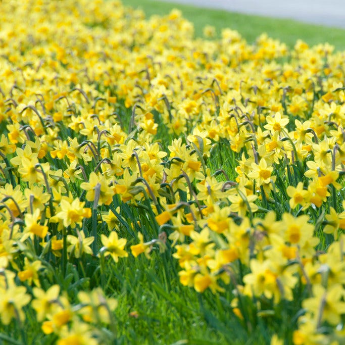 Tete-a-Tete Miniature Daffodil - Image 6