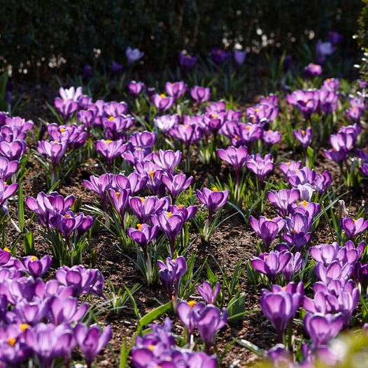 Tiny Dancers Bulb Collection - Image 4