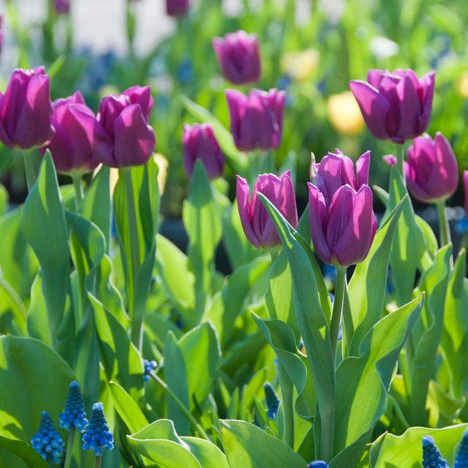 Ultraviolet Bulb Collection - Image 4