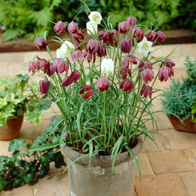 Chequered Lily Fritillaria Mix - Image 3