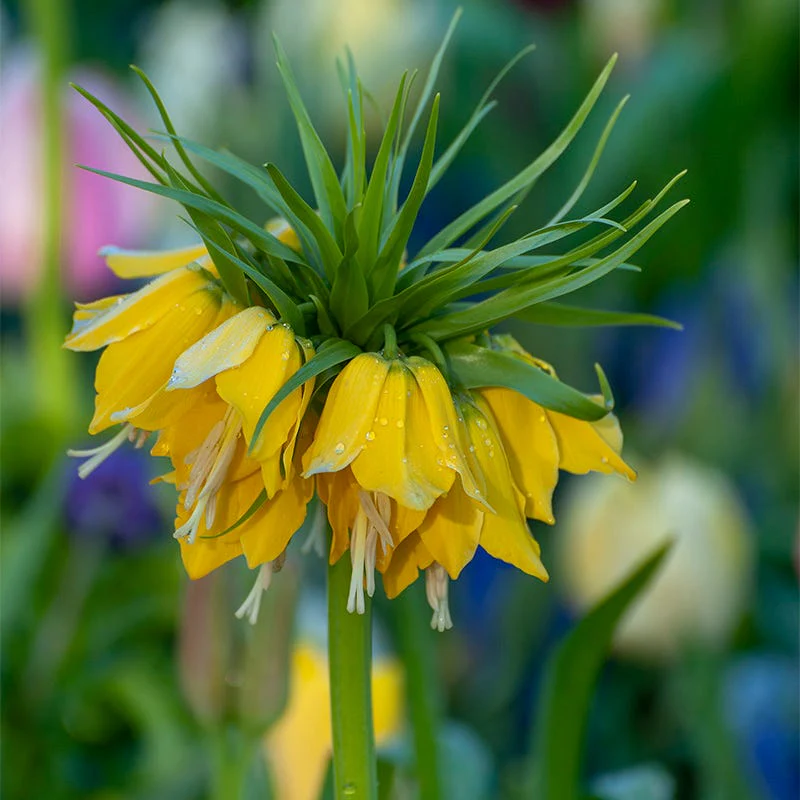Crown Jewels Fritillaria Bulb Collection - Image 3