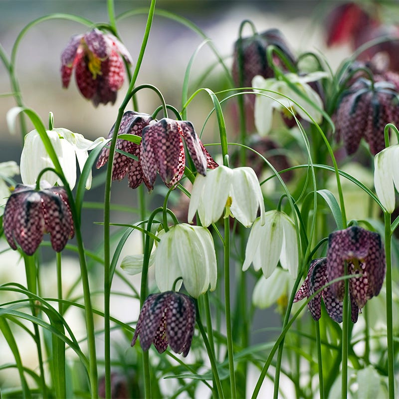 Crown Jewels Fritillaria Bulb Collection - Image 5