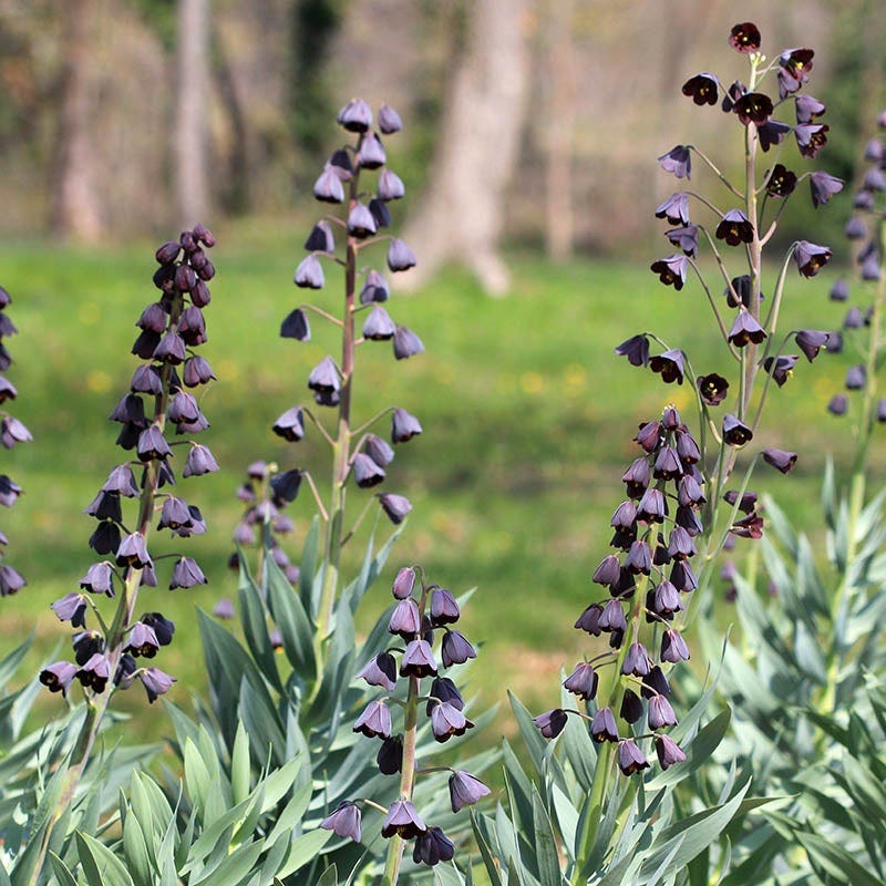 Crown Jewels Fritillaria Bulb Collection - Image 8