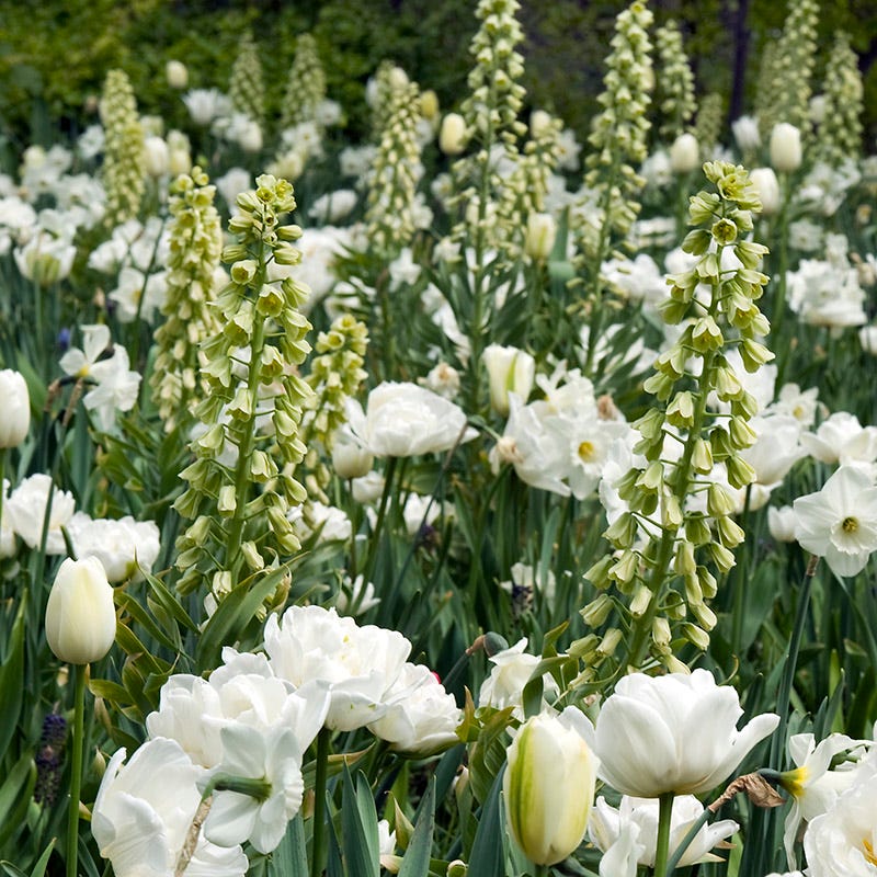Ivory Bells Persian Lily - Image 2