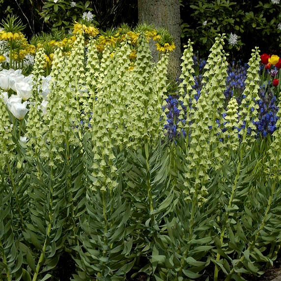 Ivory Bells Persian Lily - Image 3