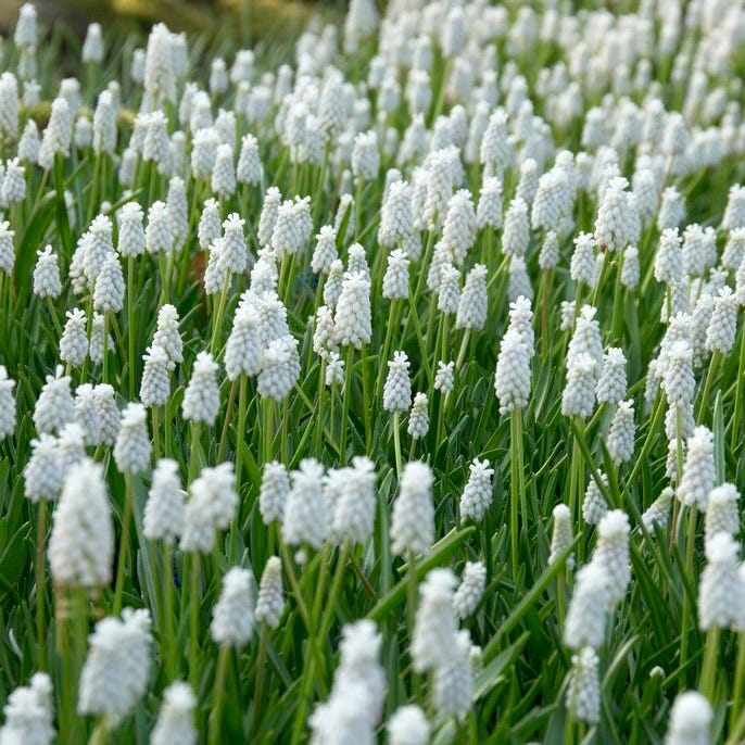 White Grape Hyacinth - Image 2