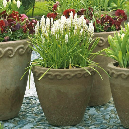 White Grape Hyacinth - Image 3