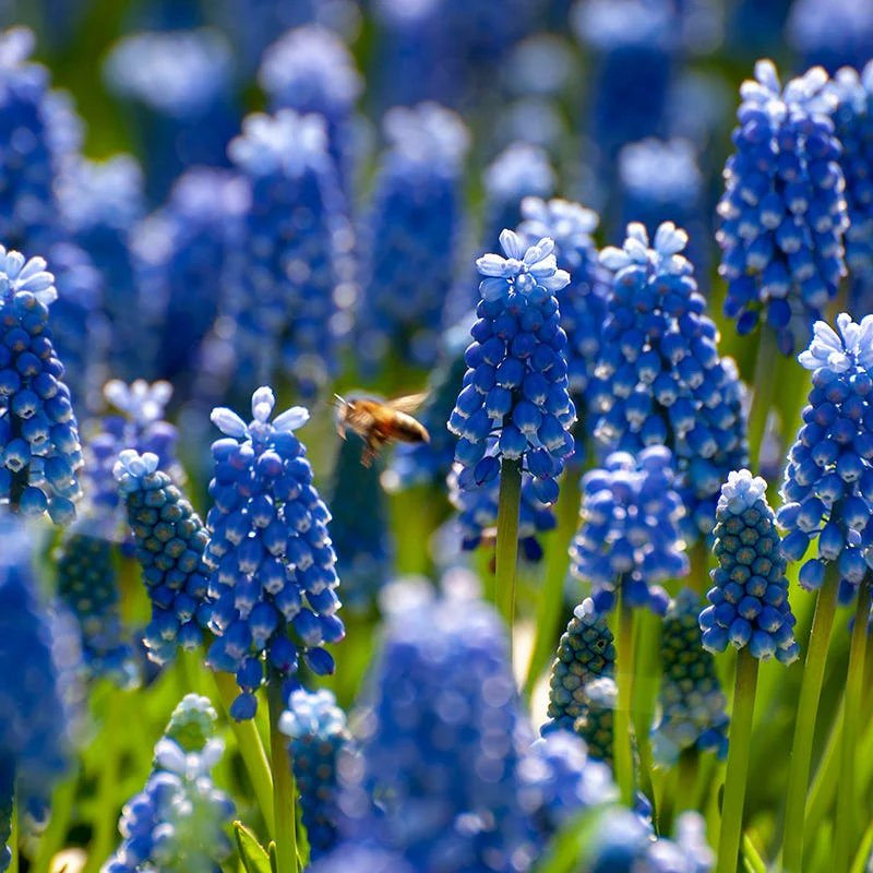 Grape Hyacinth - Image 2