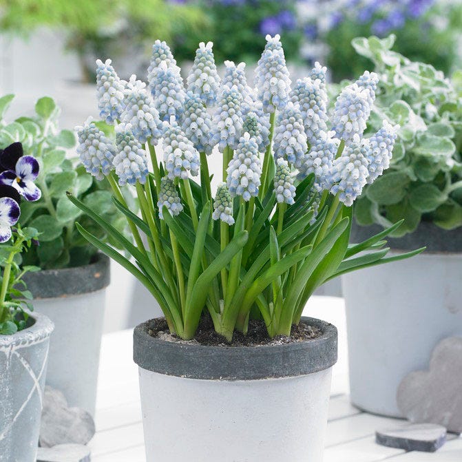Peppermint® Grape Hyacinth - Image 3