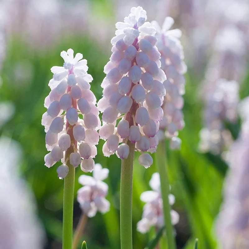 Pink Sunrise Grape Hyacinth - Image 2