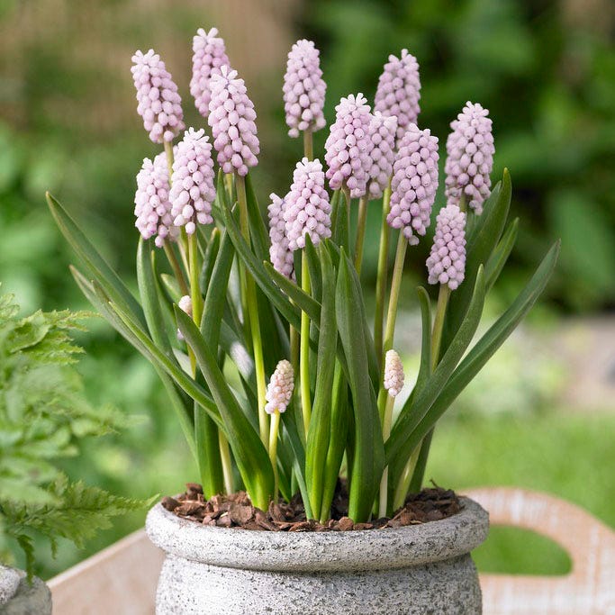 Pink Sunrise Grape Hyacinth - Image 3