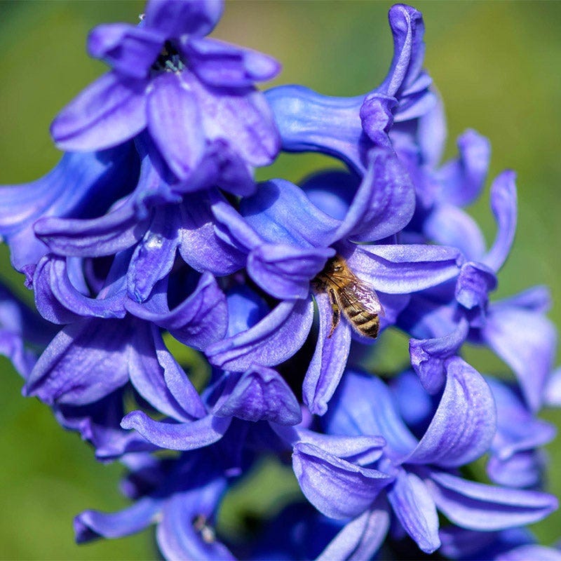 Blue Jacket Hyacinth - Image 2