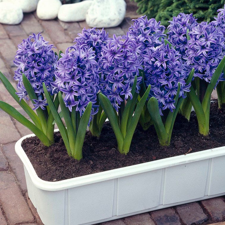 Blue Jacket Hyacinth - Image 4