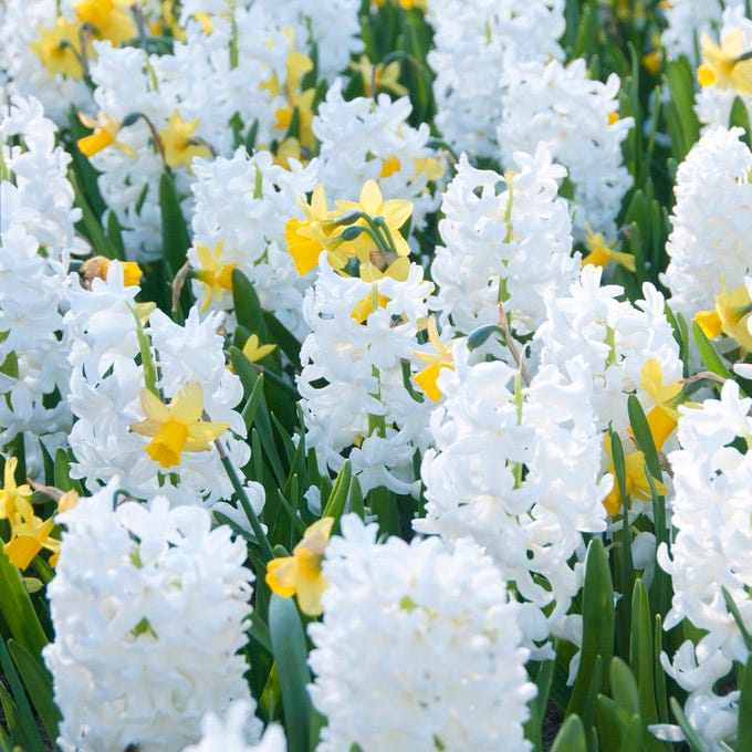 Carnegie Hyacinth - Image 5