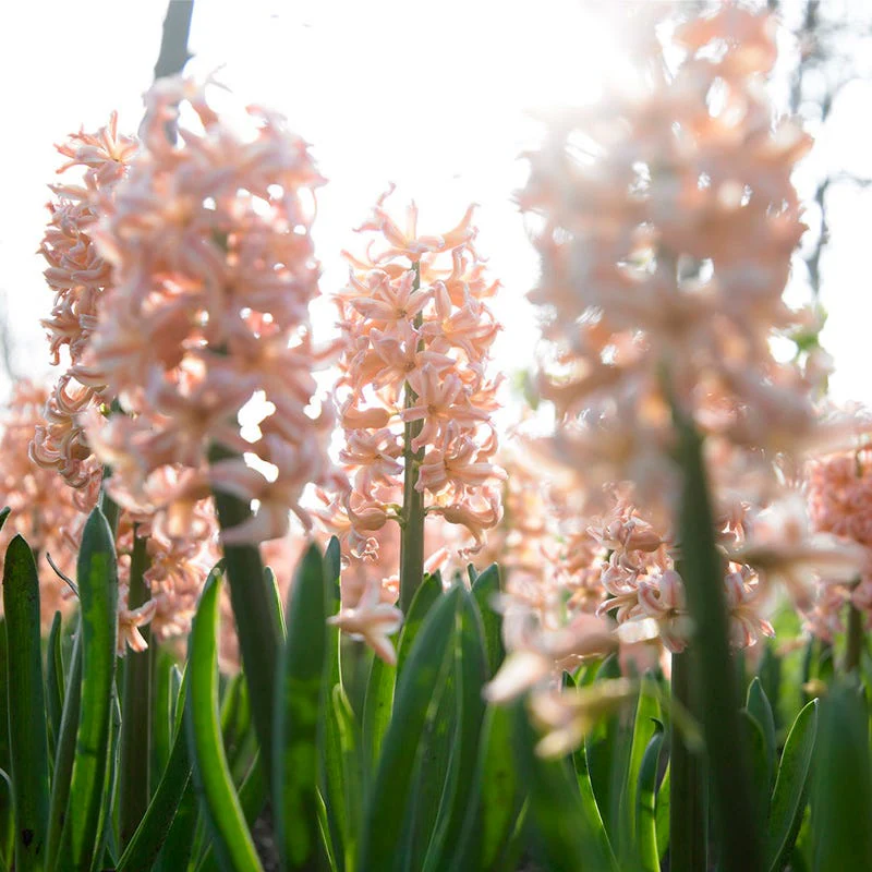 Gipsy Queen Hyacinth - Image 4