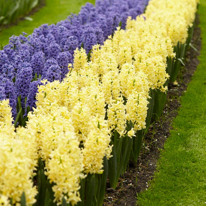 Gipsy Princess Hyacinth - Image 2