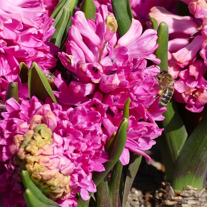 Jan Bos Hyacinth - Image 2