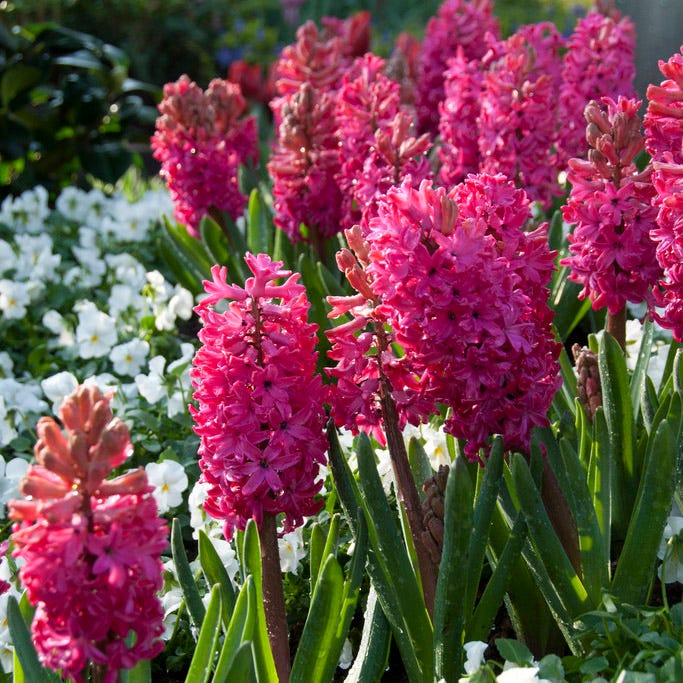 Jan Bos Hyacinth - Image 3