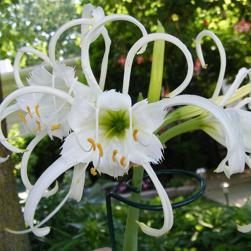 Peruvian Daffodil - Image 2