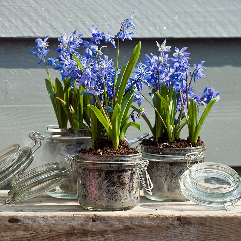 Siberian Squill - Image 3
