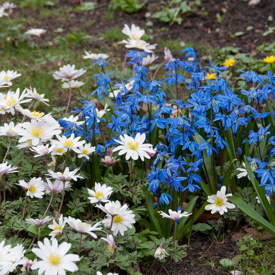 Siberian Squill - Image 5