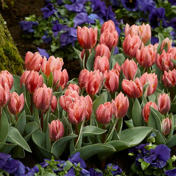 Pretty Princess Single Early Tulip - Image 2