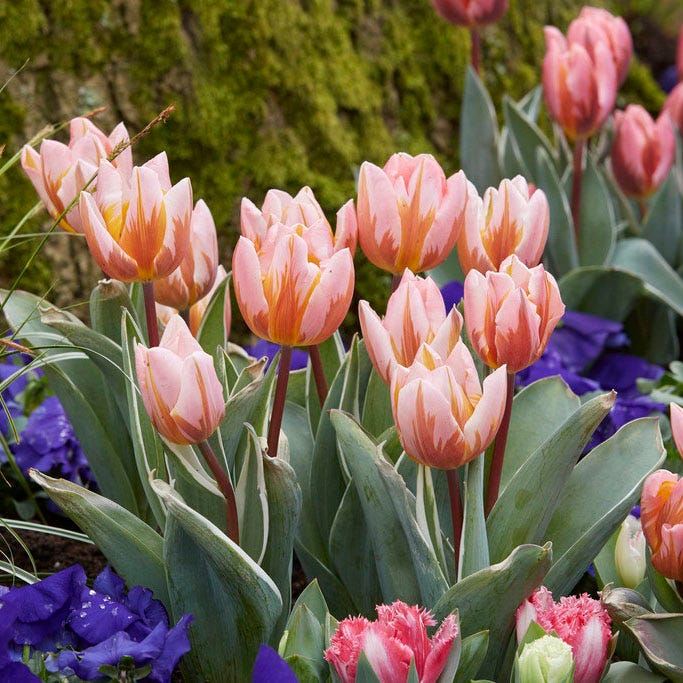 Pretty Princess Single Early Tulip - Image 3