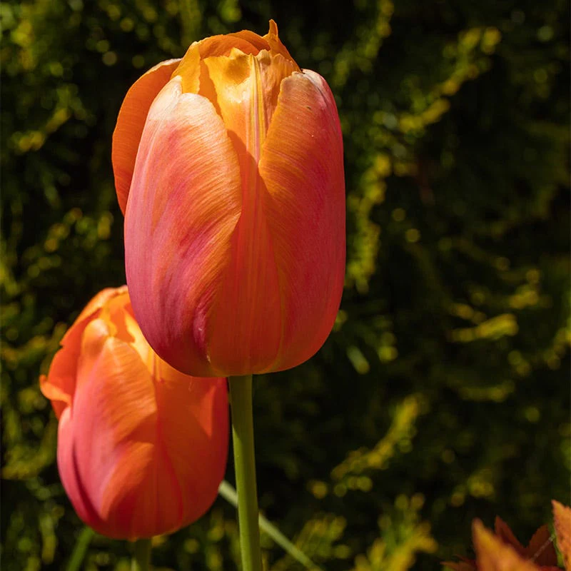 Dordogne Single Late Tulip - Image 3