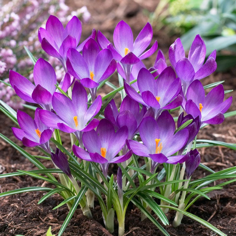 Ruby Giant Snow Crocus - Image 3