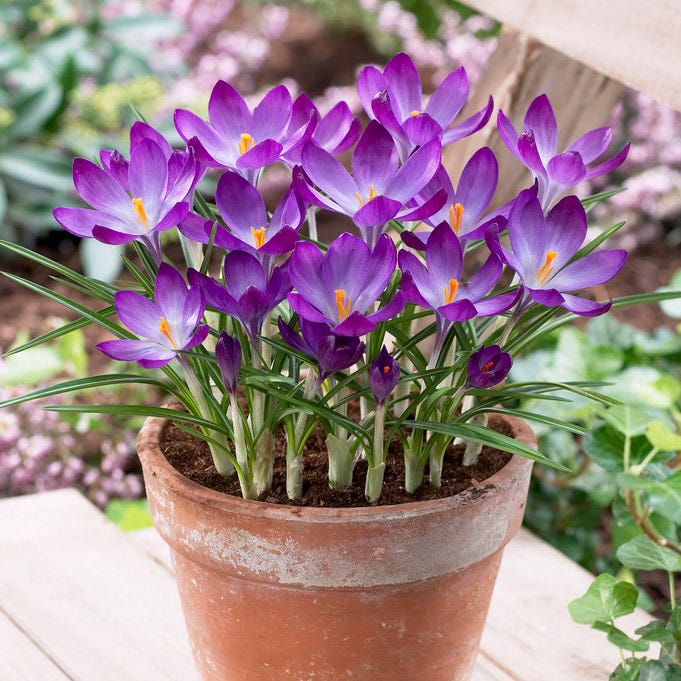 Ruby Giant Snow Crocus - Image 4