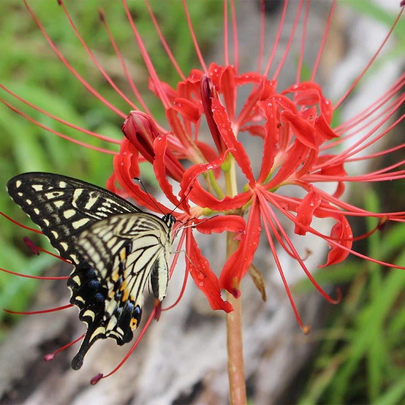 Magic Spider Lily Bulb Collection - Image 3