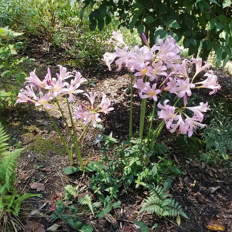 Pink Surprise Lily (Lycoris) - Image 2