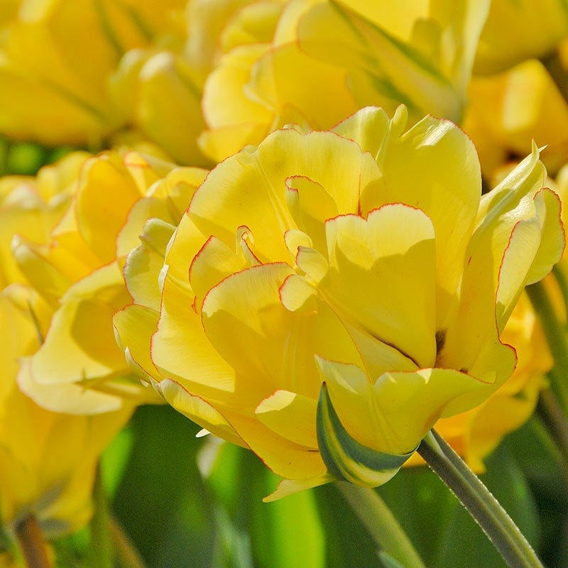 Akebono Darwin Tulip - Image 2