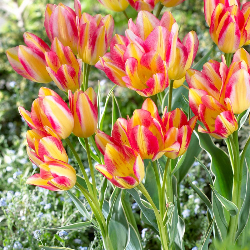 Sunshine Tulip Flower Bulb Collection - Image 6