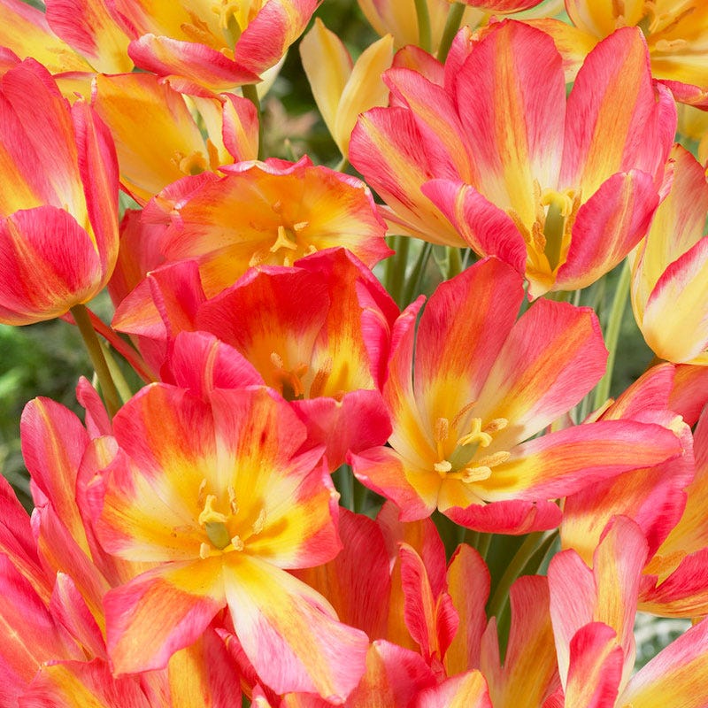 Antoinette Multiple Flowering Single Late Tulip - Image 3