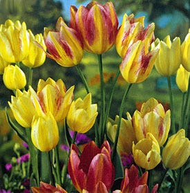 Antoinette Multiple Flowering Single Late Tulip - Image 5