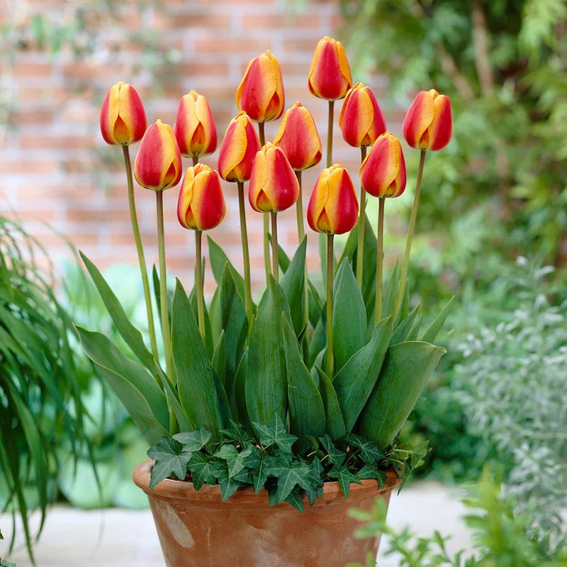 Apeldoorn Elite Darwin Tulip - Image 4